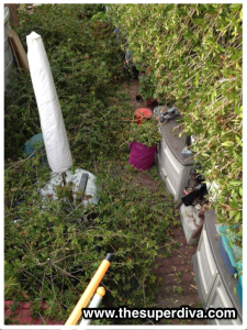 bottle brush covered deck 2