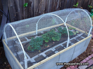 Raised Cinderblock Bed with Strawberries and wire covering