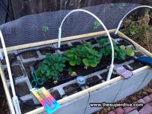 Raised Cinderblock Bed with Strawberries and wire covering