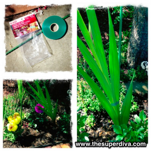 Gladiolus Plant Supports