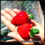 Fix, Plant, Build, or Grow It Sunday:  Easy No Tools Needed Cinderblock Planter Box for Strawberries or Veggies