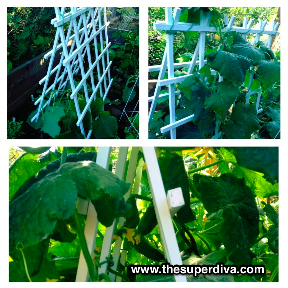 Fix, Plant, Build, or Grow It Sunday:  Plant Supports for Flowers, Fruits, and Veggies